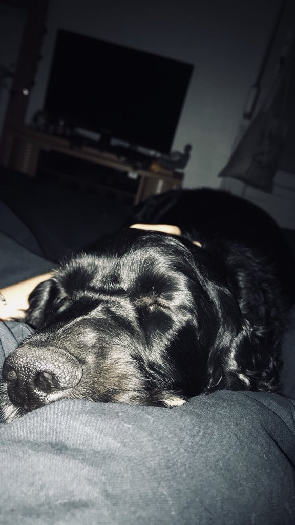 clvcsn's tweet photo. parce que c’est le plus beau 🖤 #PostYourDog https://t.co/8tP3M00JkI