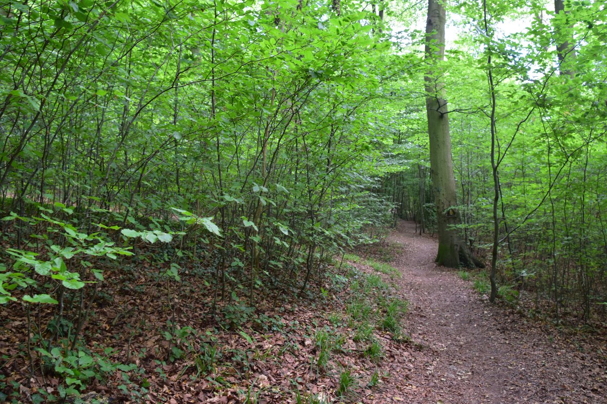 Chiltern Woods (@chilternwoods) on Twitter photo Dense young beech growth in <a href="/ChilternSociety/">Chiltern Society</a> Captains Wood #Chesham in @ChilternsAONB shows what can happen if you get light levels right by thinning mature beech trees and have few deer to browse regeneration in #Chilterns a view from the past? No yesterday! Dense young beech growth in <a href="/ChilternSociety/">Chiltern Society</a> Captains Wood #Chesham in @ChilternsAONB shows what can happen if you get light levels right by thinning mature beech trees and have few deer to browse regeneration in #Chilterns a view from the past? No yesterday!