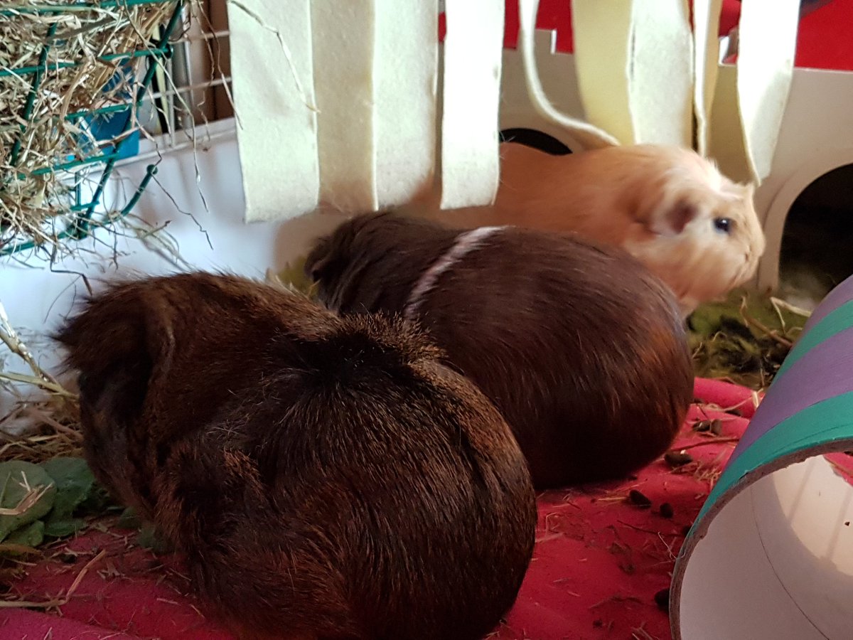 thepigposse's tweet photo. I consider myself a very lucky pigmum 😍😍😍
After months of waiting, weeks of playdates - and a trip to A&amp;E, these 3 beauties have bonded well 💖
#guineapig #cavy #thepigposse #TheTrotters #PossePrincess #bonding https://t.co/xt8iObM3dD