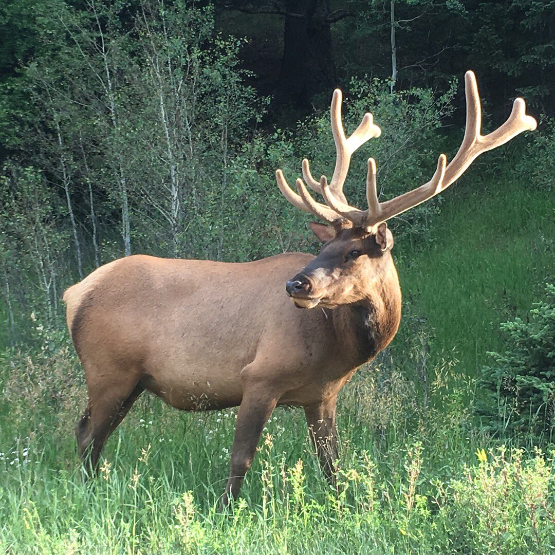Elk entering Elk Meadow Park. With nearly 7 million people visiting parks <a href="/JeffcoOpenSpace/">Jeffco Parks & Open Space</a>, it’s vital that we all do our part to protect wildlife. You can protect wildlife by keeping dogs leashed, staying on trail, respecting closed areas and packing your trash out.