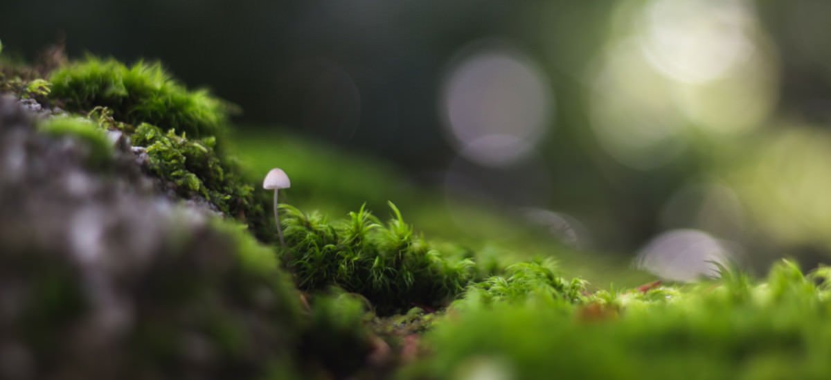 Just launched my new site design lookmold.com do you like it?