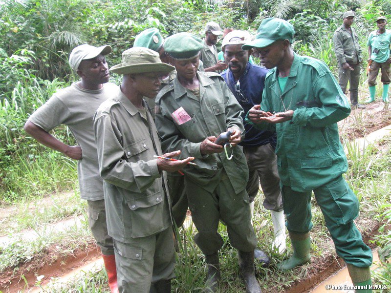 WCS RD Congo tweet media