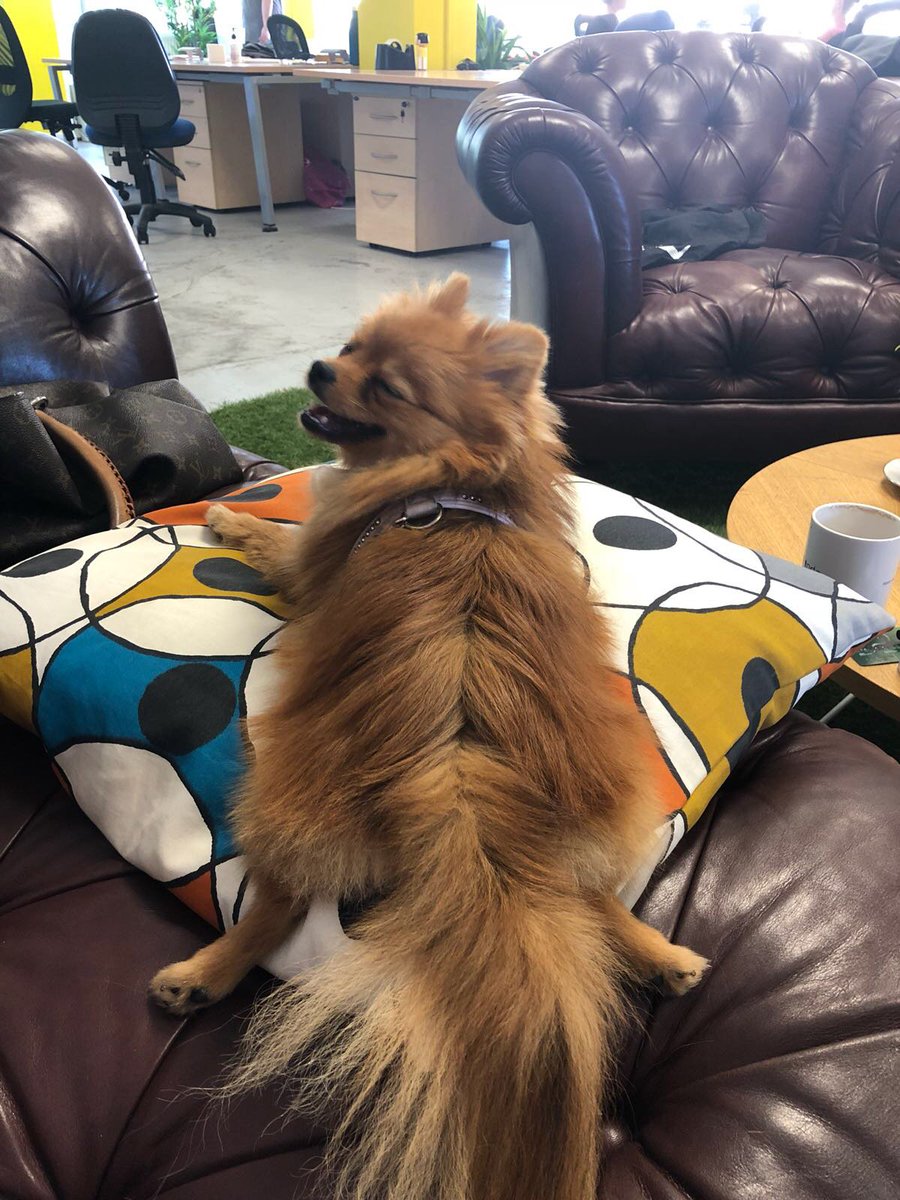 ProFinda's tweet photo. Have you had a great week at @ProFinda Pixie? 🐶 I think so... #DogsOfTwitter #WorkDogs #WorkforceOfTheFuture https://t.co/LPEJ303xpM
