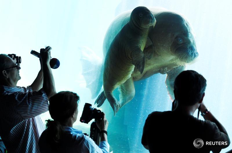 Walrus Dyna and her calf, born on June 17, dive in their compound at the zoo in Hamburg, Germany