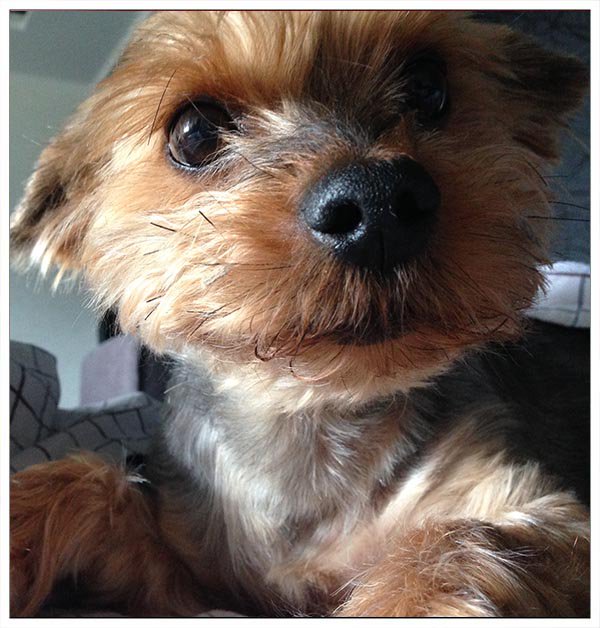 ShadeDesign's tweet image. Hello😊🐕
 #Yorkie #Yorkshire #YorkshireTerrier #Dog  #puppy #doglovers #DogLife  #CuteDog #LoveYorkie #loveDogs #LoveYou #FunnyDog #CuteYorkie  #sweetLife #funPics #pets #love #LoveYou #puppylove #Doggy