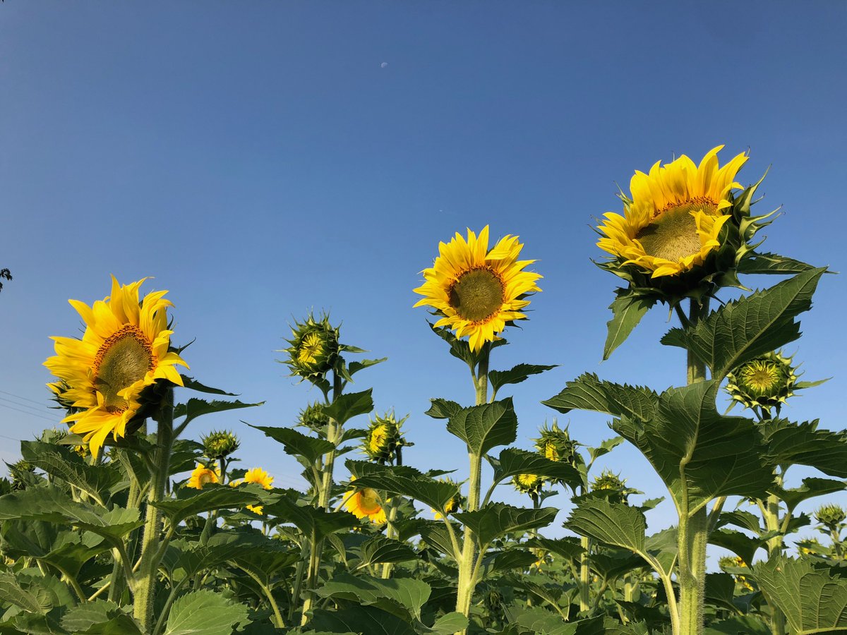 Smude Sunflower Oil tweet media