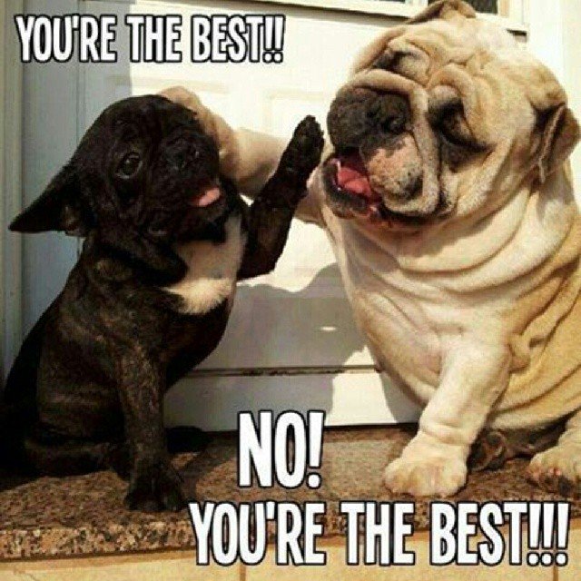 You're the best, no you're the best 🐶🐶

#dogs #bulldog #bulldogpuppy #bulldoglovers #cutebulldog #bulldogcare