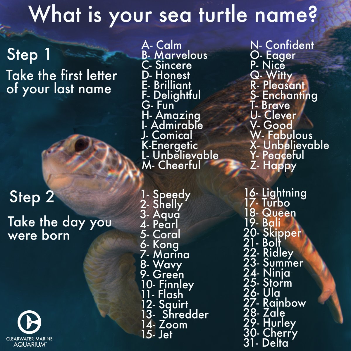 What are Good Names for Turtle  