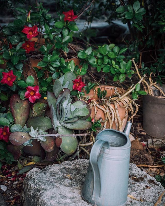 JeHaTweed's tweet photo. Summertime ☀️☀️☀️ #summer #hot #waytoohot #travel #mallorca #finca #succulents #nature https://t.co/kM3VKpnosH https://t.co/tly7Vjr1XO