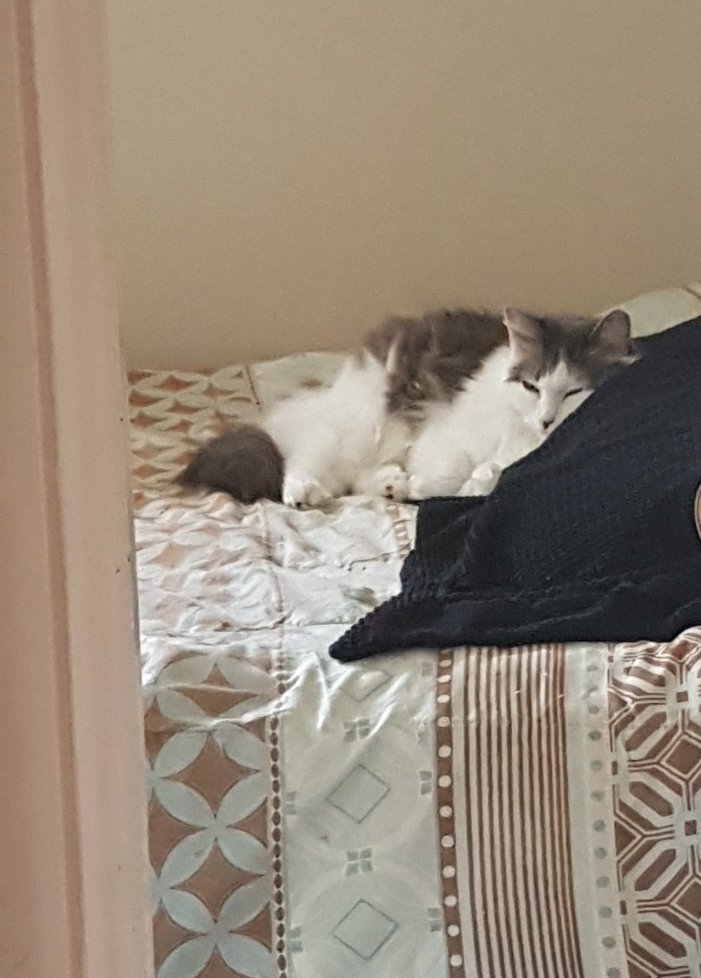 321mellissa's tweet photo. In ancient times, cats were worshipped as Gods; They have not forgotten this. 

#thirdeyenation 
#catsofinstagram
#Prin https://t.co/pGlFvq50xh