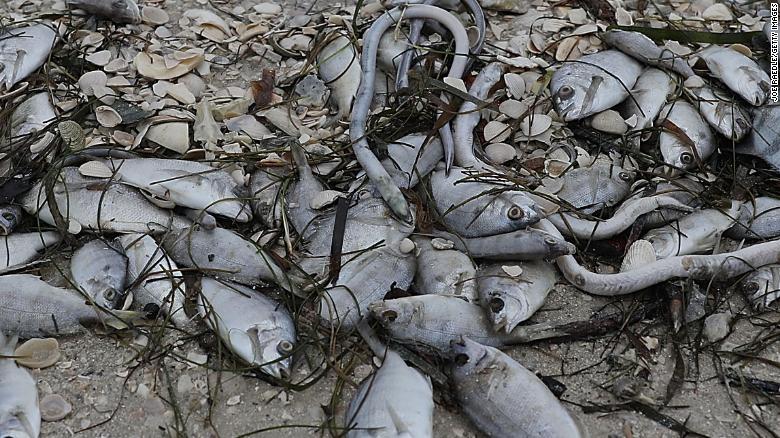 free Neurological Emergencies 1989