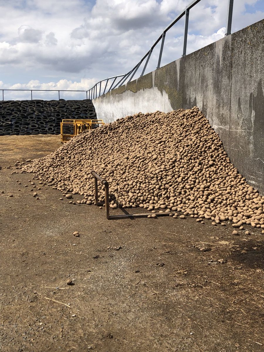 Stagison tweet media