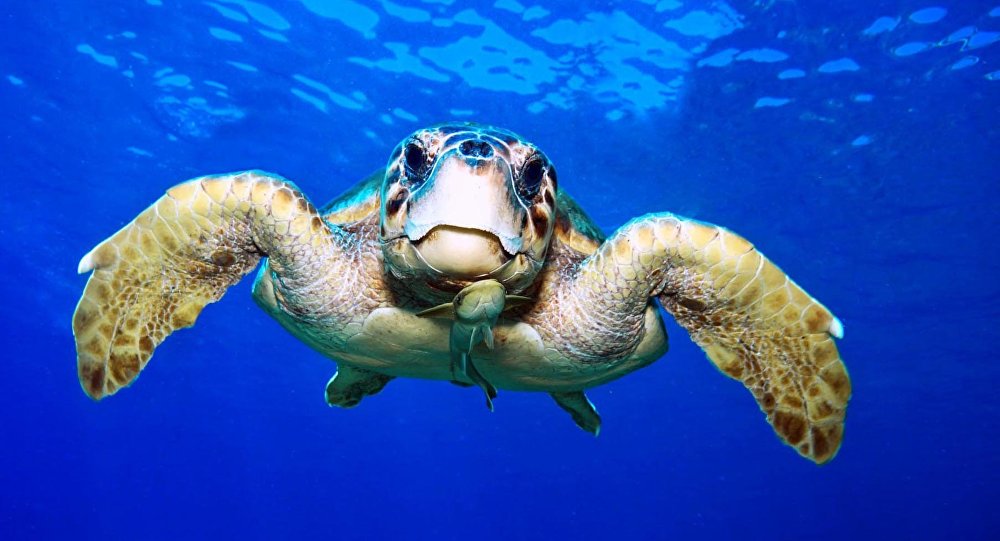 sputnik_TR's tweet photo. Caretta carettaların kabuklarından tespih yapıp satıyorlar
https://t.co/uJt8mcNgAq https://t.co/wzGIYTYp6a