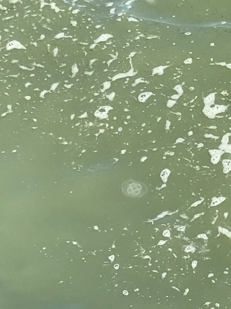 Just seen this in the sea off of Dovercourt can another tell me what type of jelly fish it is. #sealifecentre #marineuk #ukcoast