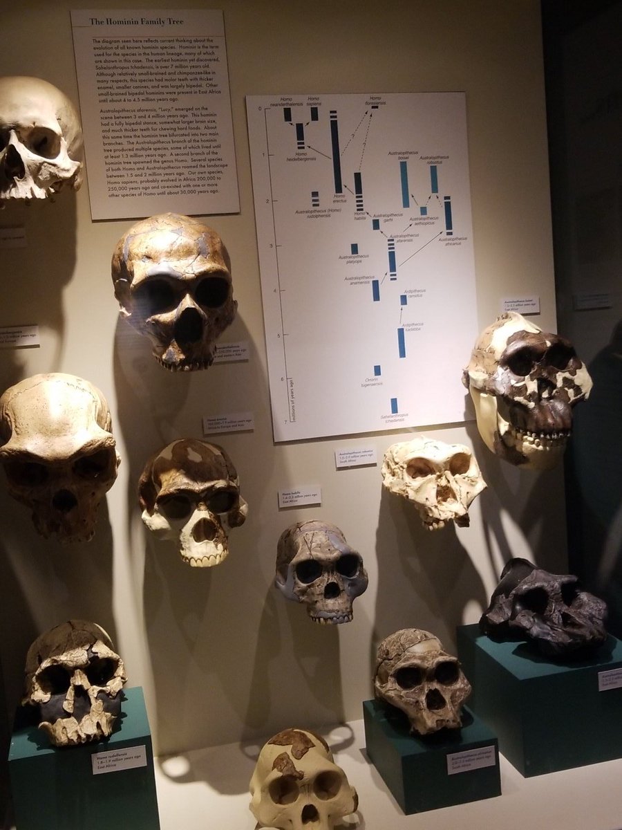 mxriellxcxidxd's tweet photo. lots to read about evolution! https://t.co/hOkLbDruny