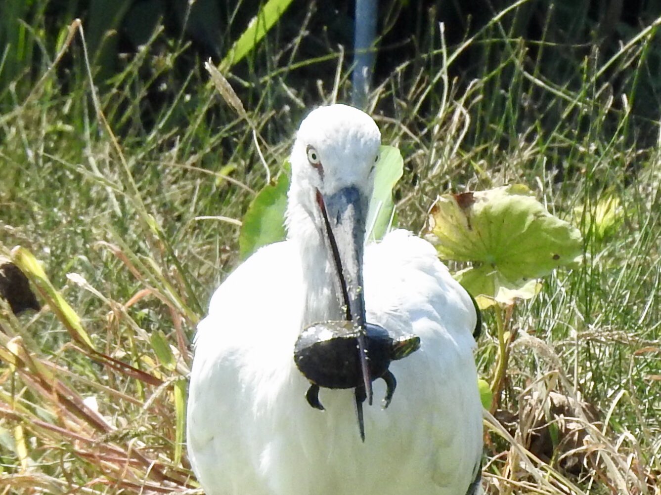 鳴門コウノトリ 国の特別天然記念物 コウノトリ は 亀 カメ を食べたりするのですか っと聞かれることがあります 他どころでは判りませんが 徳島県鳴門市 鳴門コウノトリ は 小さい 亀 かめ であれば食べます 写真２枚目 大きさ まで成長した 亀 に
