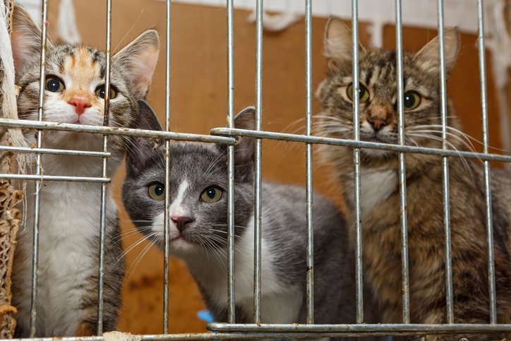 Cat population at @ottawahumane reaches 'critical level'  bit.ly/2neufFH #ottnews https://t.co/DmYBv8kl3W