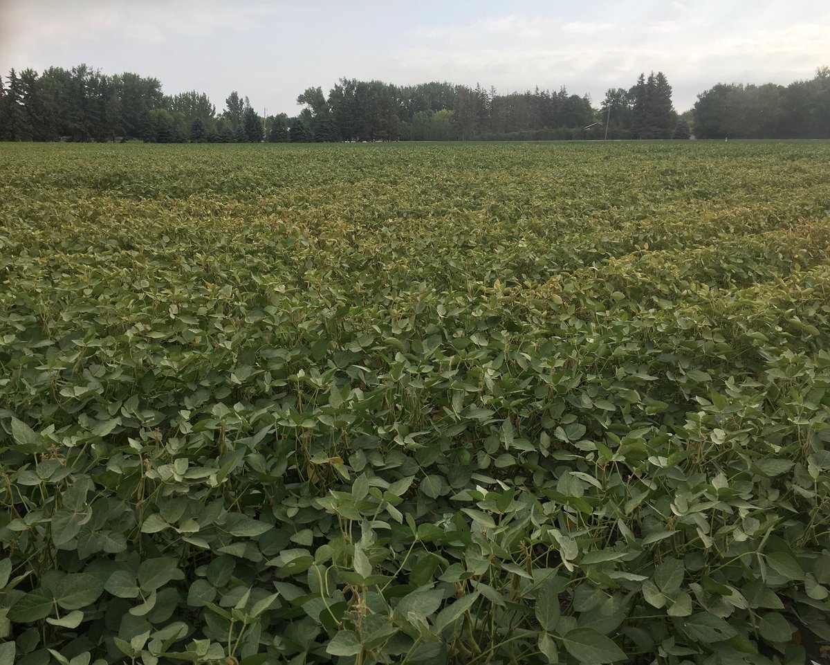 cndaggie's tweet photo. Seeing these symptoms in your soybeans? Could be spider mites. Typically worse in dryer areas & headlands. Shake plants into white background, look for movement (orange specs). Once plants reach R6 becomes less economical to spray #tinyinsect https://t.co/KyfHsZE0ED