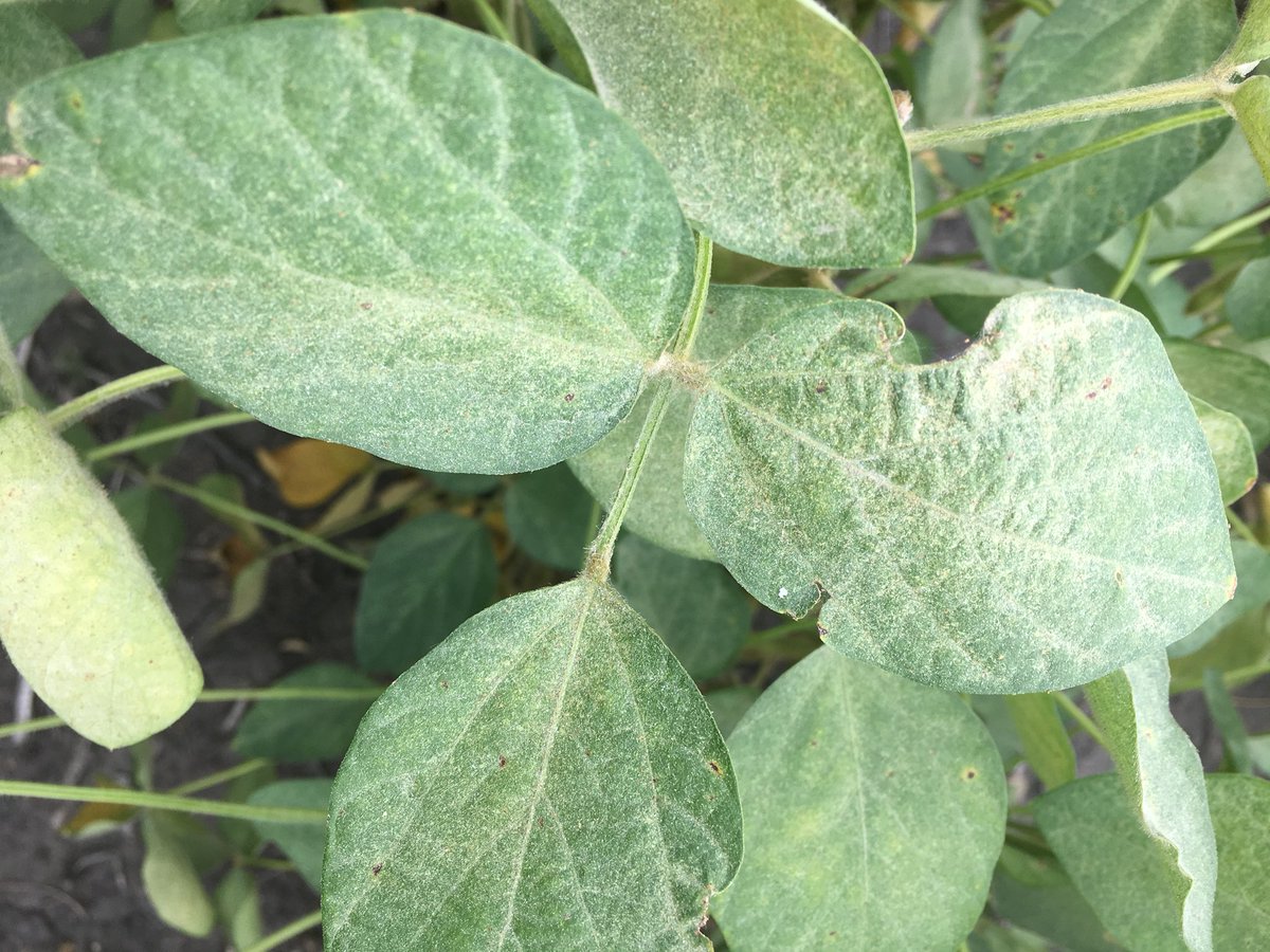 cndaggie's tweet photo. Seeing these symptoms in your soybeans? Could be spider mites. Typically worse in dryer areas & headlands. Shake plants into white background, look for movement (orange specs). Once plants reach R6 becomes less economical to spray #tinyinsect https://t.co/KyfHsZE0ED
