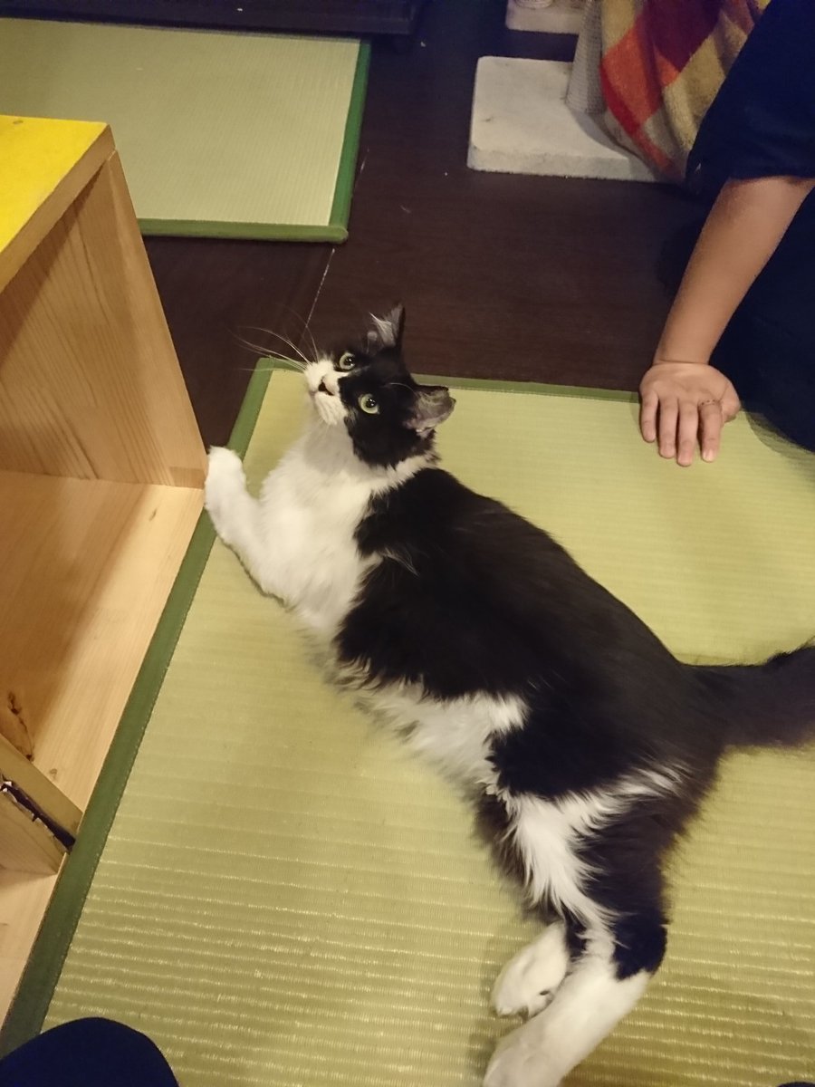猫スペースファズ