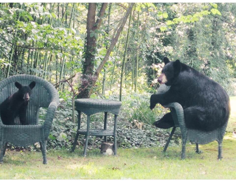tootswee's tweet photo. From a back yard in Asheville, NC https://t.co/8BghGoGUk7