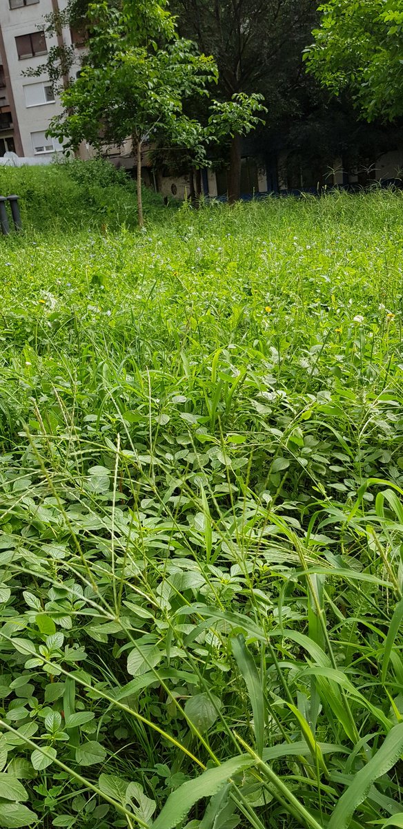 Konnzul's tweet image. Aman JP #zelenilo pa trava je već prerasla i veće pse, a još malo pa se i manja deca neće videti! Krpelji caruju, komarci se množe!
Cc @VucevicM @SNSVojvodina #mirović (zašto nemate twitter?)