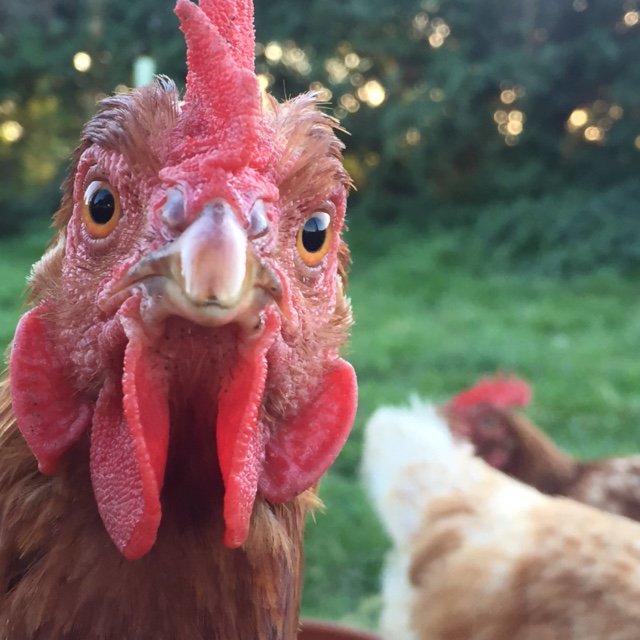 On Sunday 12th August you will find us at the Grand Summer Fayre at Bolenowe Animal Sanctuary in Helston, Cornwall. Come and say hello, cuddle up with one of our gorgeous hens, and find out more about our re-homing. It's going to be a fun-filled day! #hencuddling #summerfayre