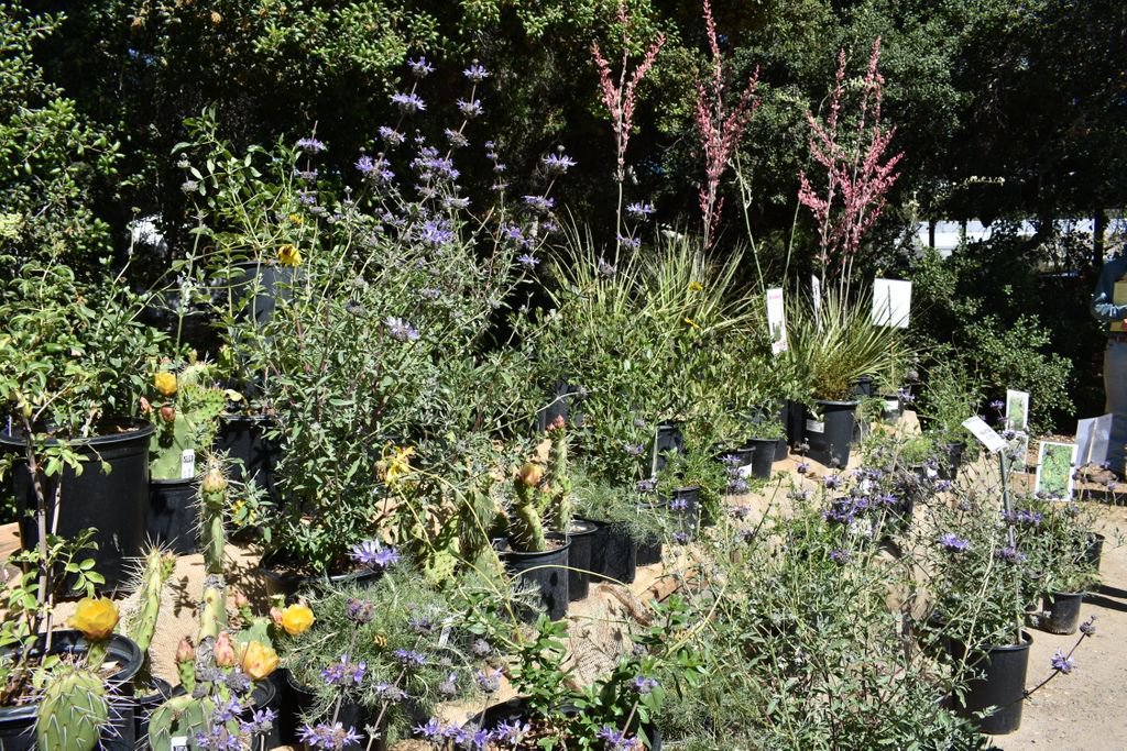 MNWDWater's tweet photo. #DYK that, typically after one year, #CANatives need almost no water even during the hot summer months? https://t.co/QrJVLc590J