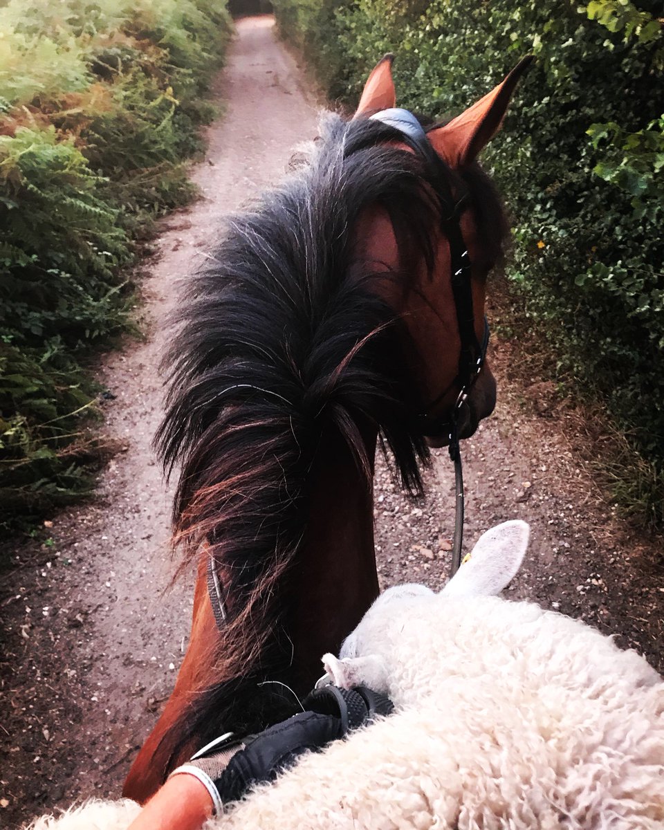 meandeweblog's tweet photo. There can’t be many #advancedmedium dressage horses you can do this with! #dressagehorse #stockhorse #worthhisweightingold #holstein #sheep365 #pasteurella #infortreatment https://t.co/JMsib1WAhA