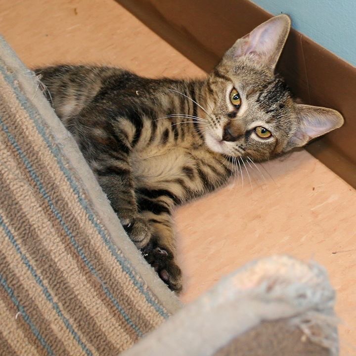 SCCAdoptionCtr's tweet photo. You caught me taking a #catnap! I’m Meg, a 3-month-old #domesticshorthair #kitten. Need a nap buddy? Get ready to catch some ZZZ's-- call or visit for more info about how to take me home! 😴 #sleepykitty #naptime #adoptdontshop https://t.co/cHECTZv0kh