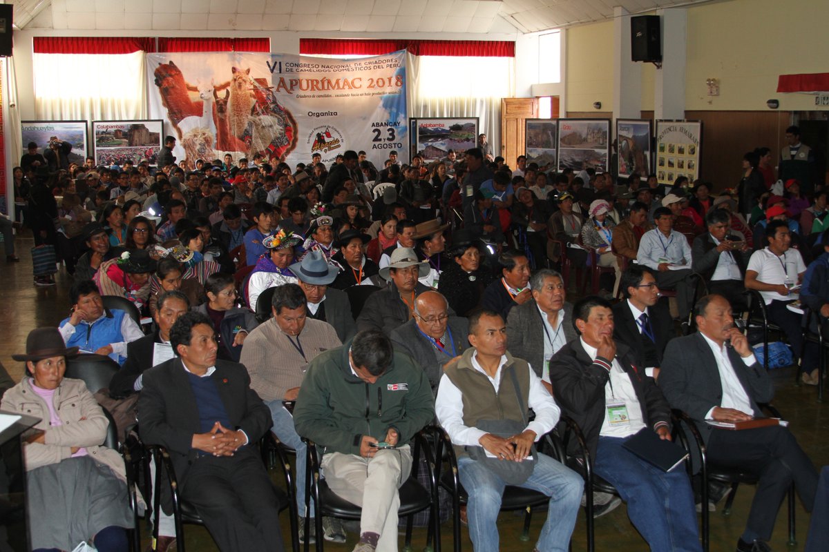 DraApurimac's tweet photo. VI CONGRESO NACIONAL DE CRIADORES DE CAMÉLIDOS DOMÉSTICOS DEL PERÚ, EN AUDITORIO DEL GOBIERNO REGIONAL DE APURÍMAC
#DRAApurímac #FuerzaqueIntegra
#SPARNacional #SPARApurímac
#RediagroApurímac @rediagro #CongresoNacional #CriadoresdeCamélidos
#Abancay #Apurímac https://t.co/05oaMBViuR
