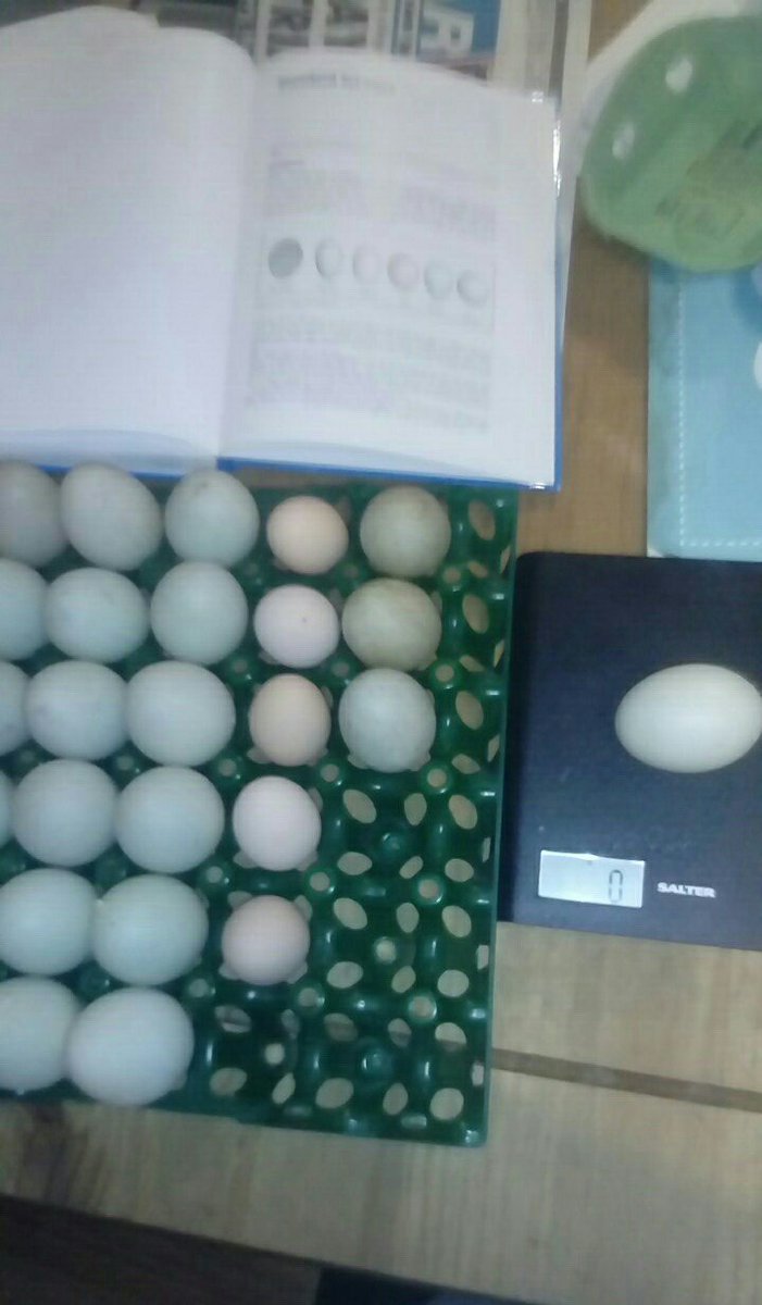 joe10_t's tweet photo. Bantams ready โ
Ducks ready โ
Just sorting eggs and packing stuff for show. Then it time for #OswestryShow can't believe it been a year already.
#poultryshow #poultryclub #eggshow #Waterfowl #poultry #eggs https://t.co/dopeDxpYEV