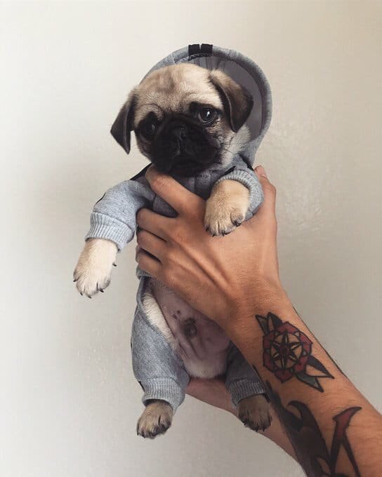 lapotraofic's tweet photo. Cuando tenga un  perro🥰 https://t.co/lZB0sWAsrV