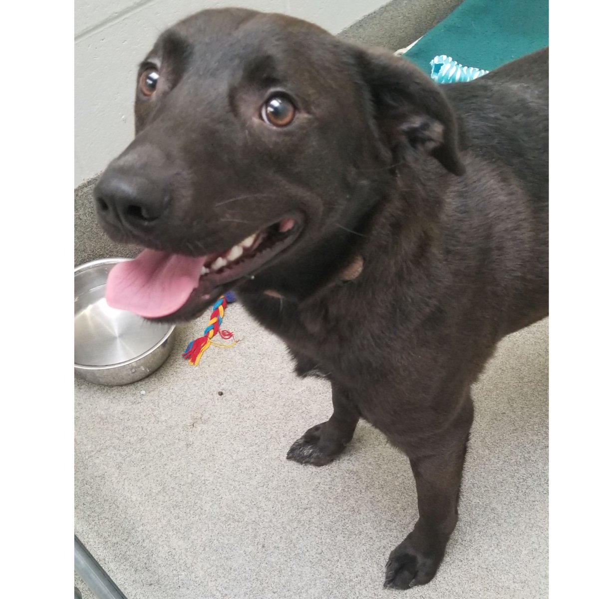 Baby Kittens For Adoption - Wallpaper Collection