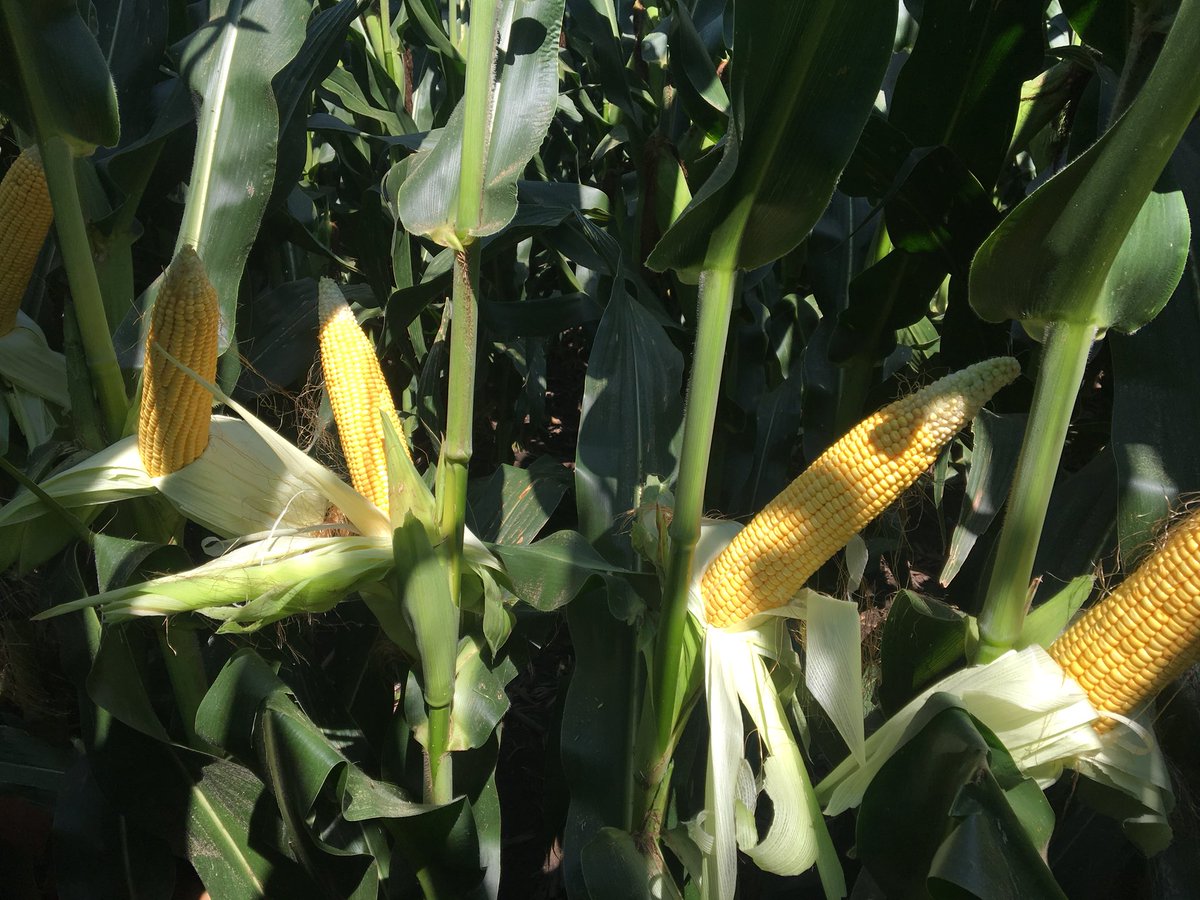Precision_seed's tweet photo. Two Dynamite hybrids coming through @PioneerNebr pipeline #P1370AM AND #P1563AM. Both 18 around, some tip back on P1563 but still 40+ long. P1370AM minimal tip back, all planted at 36K. https://t.co/1cZRhxiEek