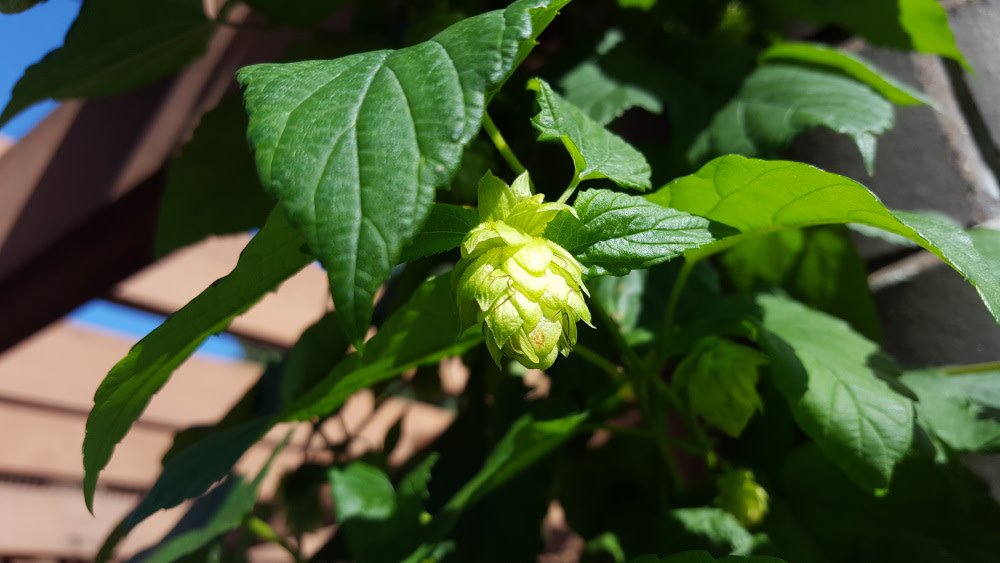 mobotgarden's tweet photo. Impress your drinking buddies during #STLCraftBeerWeek by honing your knowledge of hops: https://t.co/pMOyA6JSNR https://t.co/gqJrFNB2n8