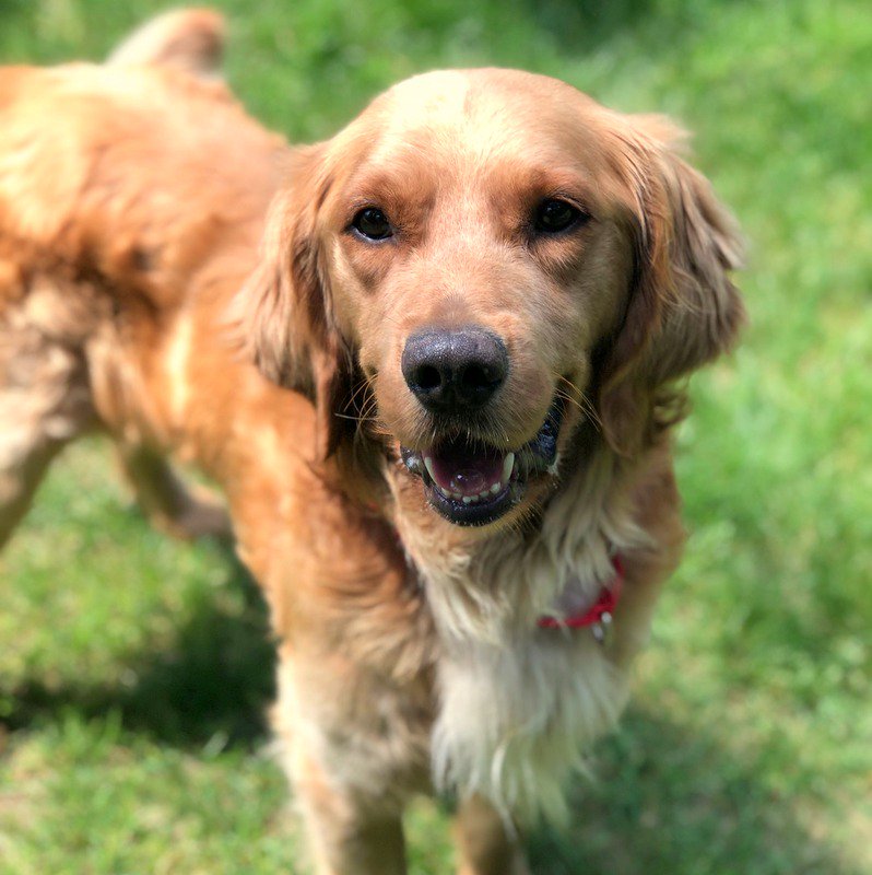 YankeeGolden's tweet photo. On Monday, August 6th between 7:00-7:30 AM, YGRR will debut live on the Hillman Morning show's"Monday's Mutt". Listen on 107.3 FM or 97.7 FM or go to https://t.co/GAxsnhLcXf  and watch live on Facebook 
#YankeeGoldenRetrieverRescue @waaf @goldndailyscoop #GoldenRetriever https://t.co/YmDQghl1xY