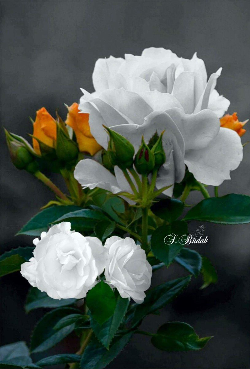 ed è giunto per me il momento di prendersi un po' di tempo e di far silenzio... ringrazio e saluto in particolare chi è passato da qui...
un abbraccio e un ricordo per ognuno di voi.🤗🙏🏻