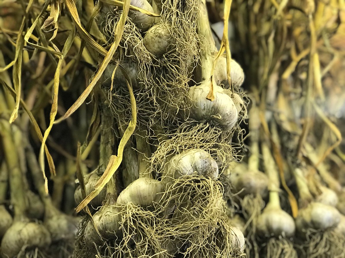 CleveGarlicFest's tweet photo. It’s coming. Can you smell it?

Don’t miss #CLEGarlicfest, August 25 &amp; 26 at Shaker Square. https://t.co/yZx5eTPrUs #garlic #thisisCLE #CLEfood #OhioGrown https://t.co/Mnx8lFgB0L