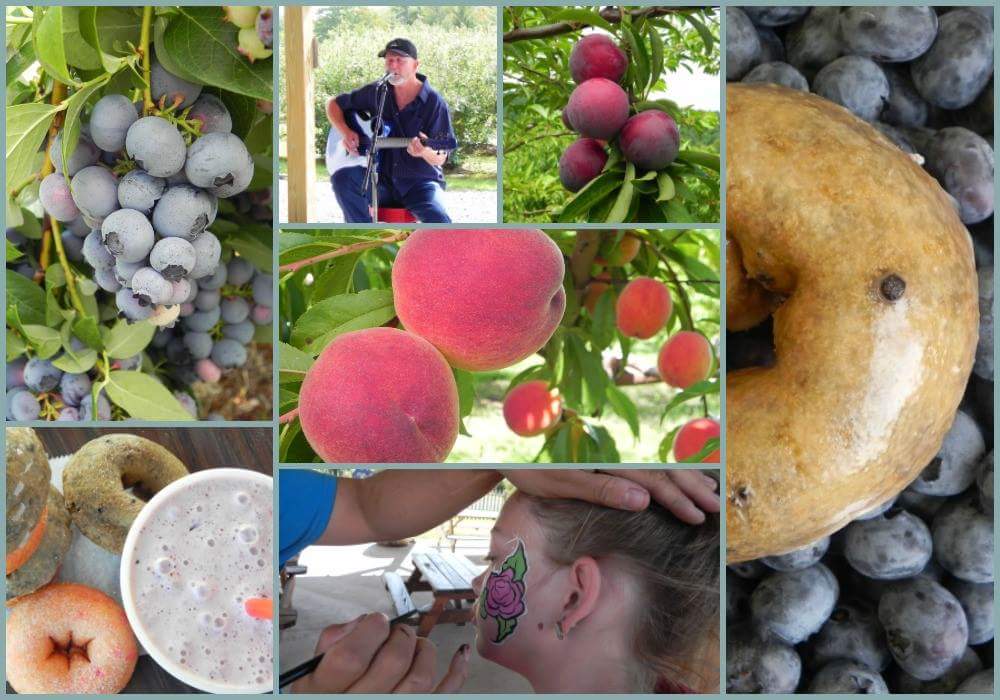 libbyupicks's tweet photo. Open Sat 8/4 &amp; Sun 8/5 8am-3pm Excellent Blueberry Picking. Limited Peach &amp; Plum Picking, check for picking status. Donuts, Smoothies, Live Music and lots of family fun! #libbyupicks #MaineThing #Maine https://t.co/JEqLTV0Hdu