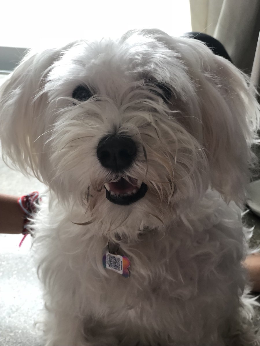 getwilwif's tweet photo. Even your beloved pets can return to you if a good Samaritan finds them. #wilwif #mypet #keepitsafe #replacelostwithfound #miami #Florida https://t.co/4H0ljFCCkZ