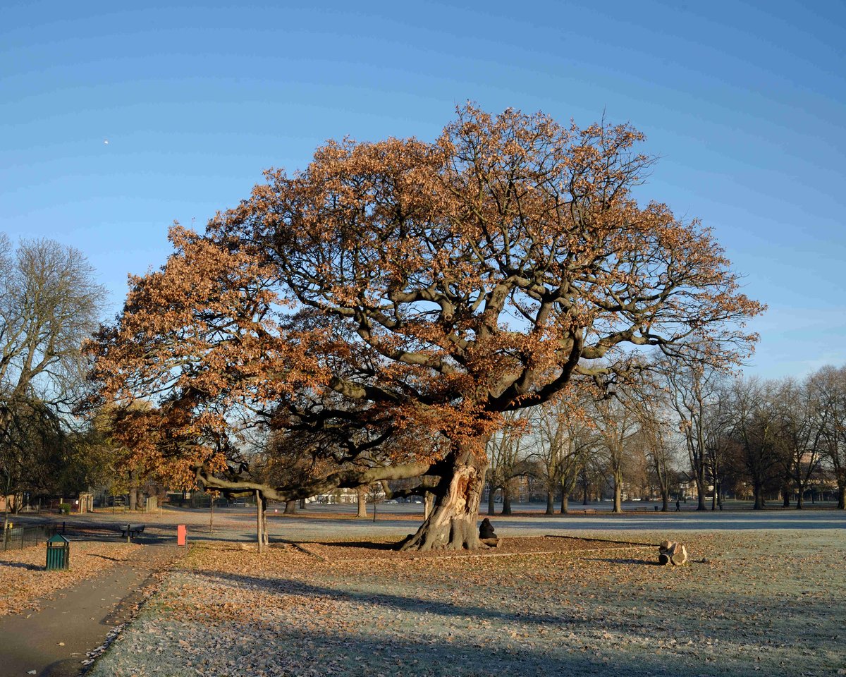 TottenhamTrees's tweet photo. There is still time to nominate the Bruce Castle Oak for Tree of the Year 2018  - Deadline 9am this Monday. https://t.co/owdRKE3GPH https://t.co/IP26gO5xaG