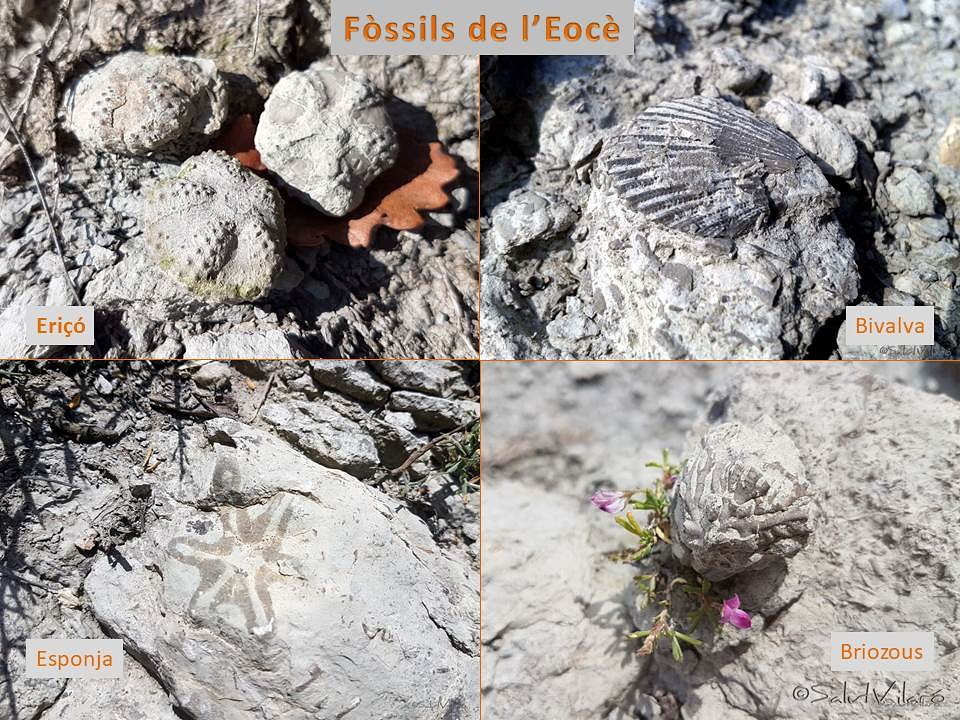 #fòssils #eocè #briozous #esponges #bivalves #eriçons ... #geology @catalunya_natura @catalunyanatura @geologypage @natura_catalunya @descobrircat