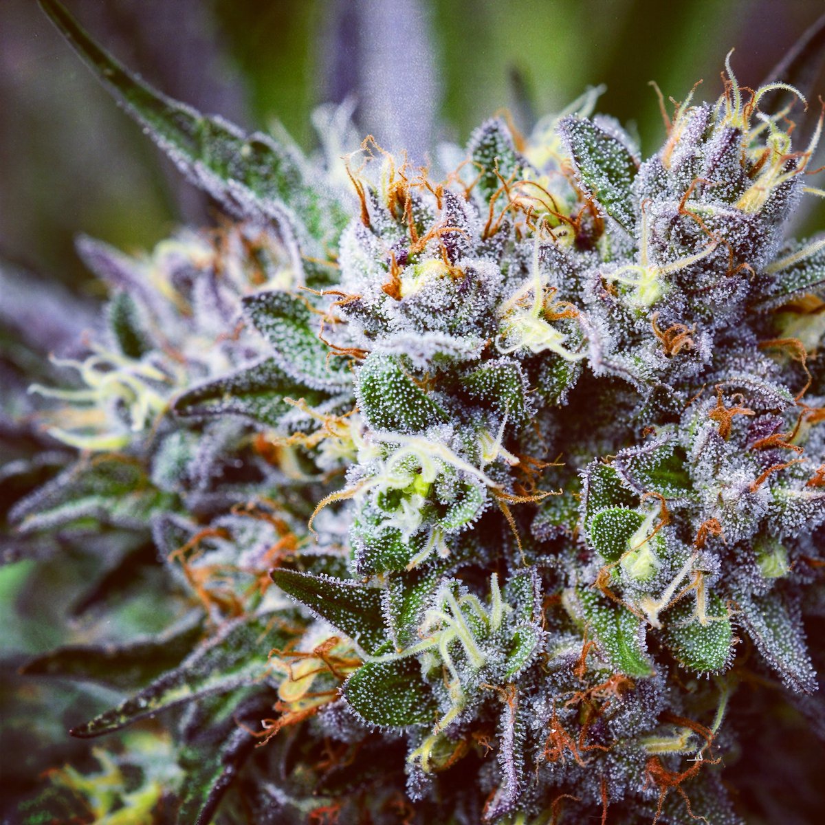 fullmoonfarm707's tweet photo. Craft cannabis.. northern berry #craftcannabis #northernberry https://t.co/JlB9kEfIm2