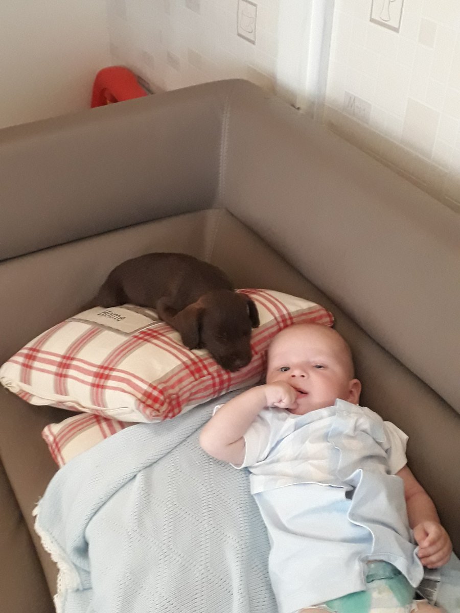 how cute the pup snuggled  next to the nephew ❤️
