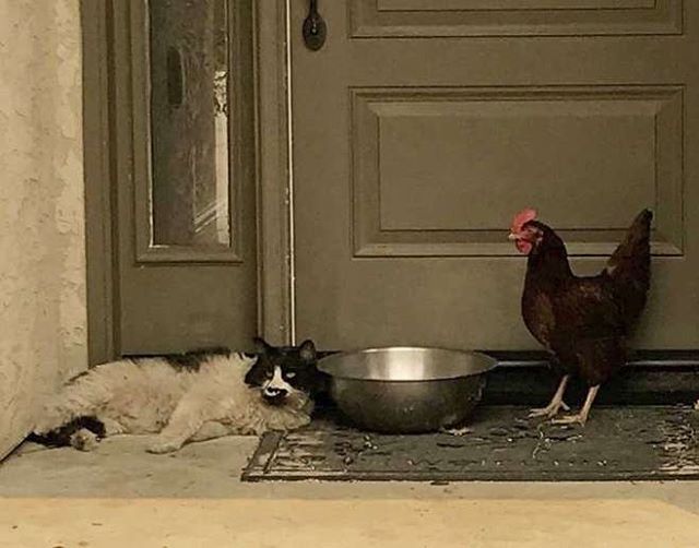 Преглед на изображението в Twitter