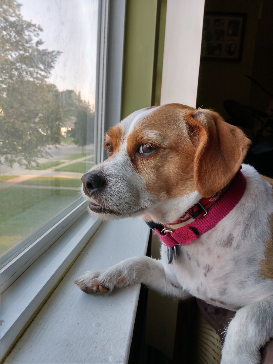 retired_radical's tweet photo. @joe___nelson Rosa the Revowooftionary.
#noleashes #nomasters https://t.co/vDtERJ3JfQ