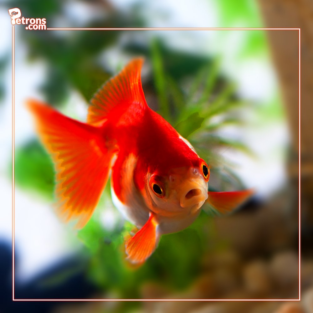 Данио вуалехвост. Золотая рыбка аквариумная. Малыши вуалехвост. Золотая рыбка двухвостая