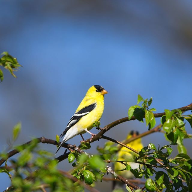 thingsys's tweet photo. Goldfinch
#canada #animals #nature #naturephotography #jsphoto #bird #birding #birdingphotography https://t.co/HcIVVfSEuu
