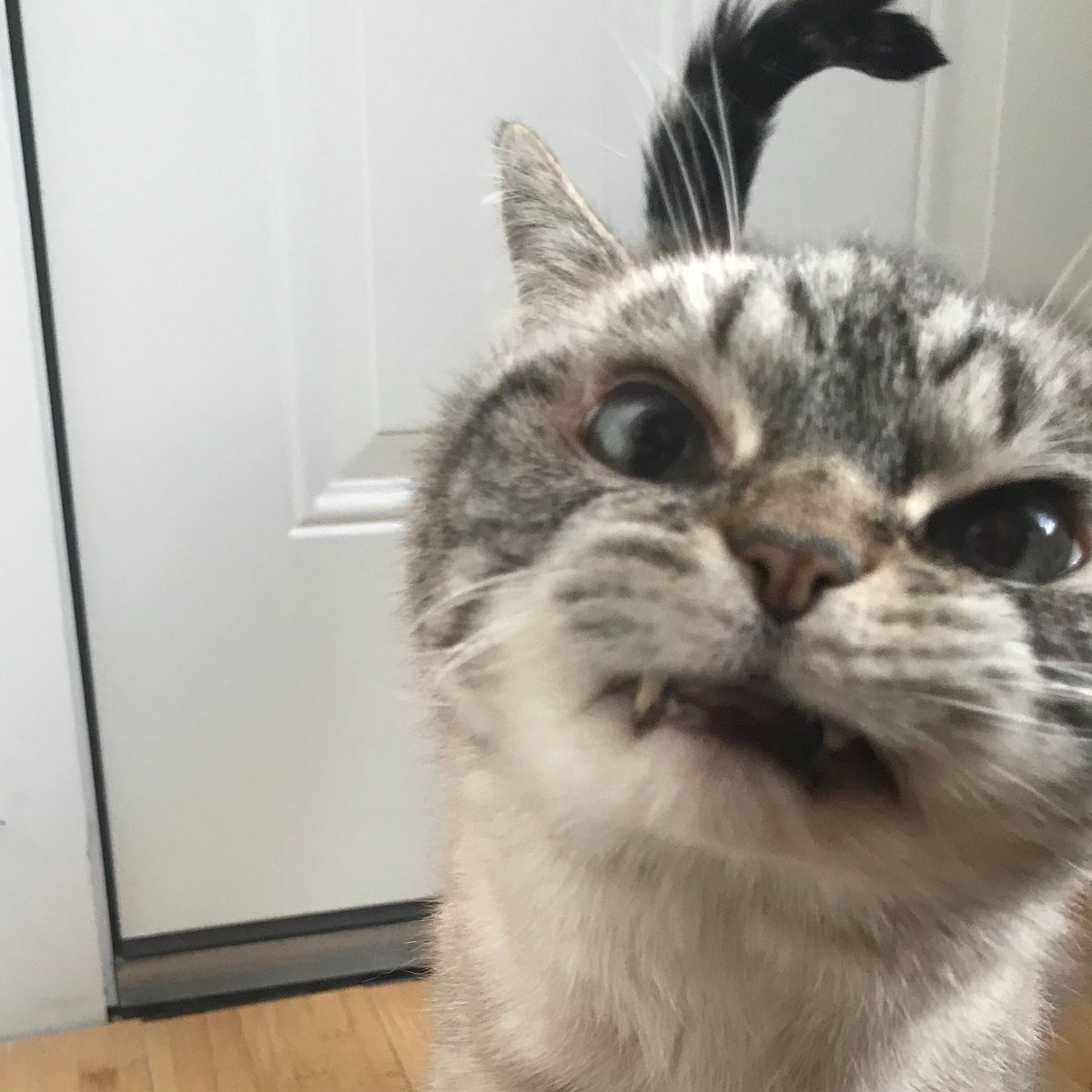 loki_kitteh's tweet photo. That crazed look you get when it’s almost the weekend and the work day is dragging.. #HappyFriday #cats #CatsofTwitter https://t.co/JpEqRpmtAH